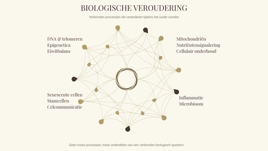 Verbonden processen die een rol spelen bij biologische veroudering