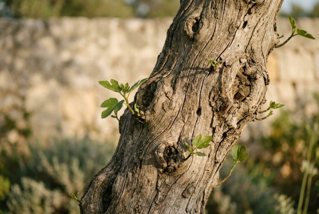 New growth on an old tree as a symbol of recovery and adaptation